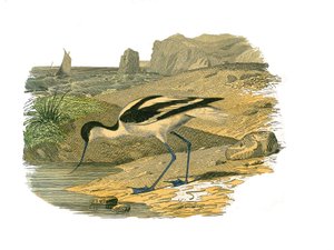 Naturgeschichtstafel: Zoologische Tafel, die langnasige Watvögel darstellt
