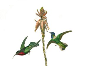 Naturgeschichtstafel: Zoologische Tafel, die kegelschnäbelige Sperlingsvögel darstellt. Granathummel und Jakobinerfliegenvogel. Tafel aus den neun Bänden über Vögel in „Gesammelte Werke von Buffon“ von Naturforscher Georges Louis Leclerc
