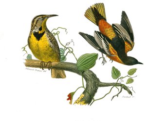 Zoologische Tafel: Körnerfresser. Der Star von Louisiana und der Baltimore. Tafel aus den neun Bänden über Vögel in „Gesammelte Werke von Buffon“ von Georges Louis Leclerc, Graf von Buffon