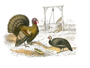 Naturgeschichtstafel: Zoologische Tafel, die Hühnervögel darstellt: Hahn, Truthahn