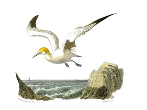 Naturgeschichtstafel: Zoologische Tafel, die Totipalmen (Unterwasserfischen) darstellt. Der Basstölpel. Tafel aus den neun Bänden über Vögel in „Werke komplett von Buffon“ geschrieben von Naturforscher Georges Louis Leclerc, Graf von Buffon (1707-1788) zwi