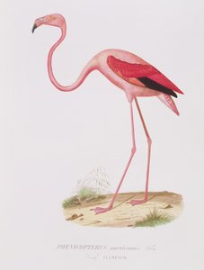 Phenicopterus americanus (Flamenco) graviert von Fournier, veröffentlicht von Bougeard