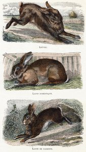 Kaninchen - „Alphabet illustriert Tiere“ 19. Jahrhundert