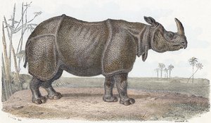 Nashorn - „Alphabet illustriert Tiere“ 19. Jahrhundert (Gravur)