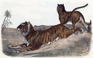 Tiger - „Alphabet illustriert Tiere“ 19. Jahrhundert