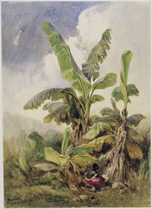 Bananengebüsch. Penha von Eduard Hildebrandt