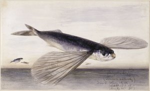 Fischstudien (Fliegender Fisch)