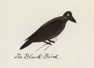 Das Vogelbuch: Der schwarze Vogel von Edward (after) Lear