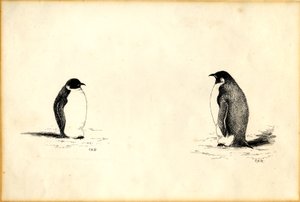 Kaiserpinguine