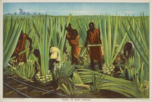 Sisal in Ostafrika, aus der Serie 
