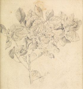 Studie für einen Apfelgarten von Edward Burne Jones