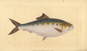 Maifisch, Alosa alosa (Schat, Clupea alosa). Handkolorierte Kupferstichzeichnung und -gravur von Edward Donovan aus seiner Natural History of British Fishes, Donovan und F.C. und J. Rivington, London von Edward Donovan