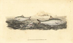 Allis Shad, Alosa alosa. Handkolorierte Kupferstichzeichnung und -gravur von Edward Donovan aus seiner „Natural History of British Fishes“, Donovan und F.C. und J. Rivington, London