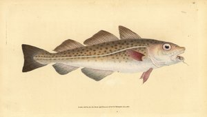 Atlantischer Kabeljau, Gadus morhua. Handkolorierte Kupferstich von Edward Donovan aus seiner Natural History of British Fishes, Donovan und F.C. und J. Rivington, London