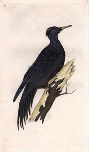 Schwarzspecht. Dryocopus martius (Picus martius). Kupferstich von Edward Donovan (1768-1837), veröffentlicht in Histoire naturelle des oiseaux britanniques, London von Edward Donovan