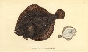 Steinbutt oder Perlscholle, Scophthalmus rhombus (Pleuronectes rhombus). Handkolorierte Kupferstichzeichnung und Gravur von Edward Donovan aus seiner Natural History of British Fishes, Donovan und F.C. und J. Rivington, London