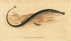 Breitnasen- oder kürzerer Seenadel, Syngnathus typhle