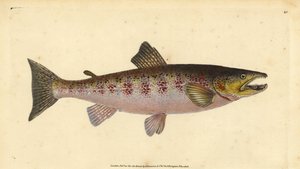Bachforelle, Salmo trutta fario (Forelle, Salmo fario). Handkolorierter Kupferstich von Edward Donovan aus seiner „Natural History of British Fishes“, Donovan und F.C. und J. Rivington, London