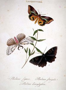 Schmetterlinge: Phalaena Figura; Phalaena Strigata und Phalaena Hieroglyphica, veröffentlicht vom Künstler