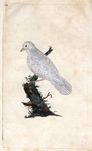 Eichelhäher. Garrulus glandarius. Kupferstich von Edward Donovan (1768-1837), veröffentlicht in Histoire naturelle des oiseaux britanniques, London