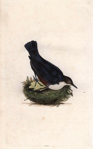 Wasseramsel. Cinclus cinclus. Kupferstich von Edward Donovan, veröffentlicht in Histoire naturelle des oiseaux britanniques, London