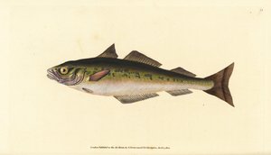 Köhler, Pollachius virens. Handkolorierte Kupferstich von Edward Donovan aus seiner Natural History of British Fishes, Donovan und F.C. und J. Rivington, London von Edward Donovan