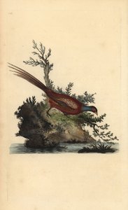 Fasan, Phasianus colchicus. Handkolorierter Kupferstich gezeichnet und gestochen von Edward Donovan aus seinem eigenen „Natural History of British Birds“, London von Edward Donovan