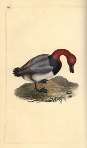 Tafelente, Aythra ferina (männlich). Handkolorierte Kupferstich von Edward Donovan aus seiner Natural History of British Birds, London