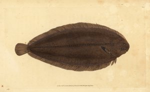 Gemeine Seezunge oder Dover-Seezunge, Solea solea (Pleuronectes solea)