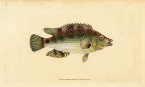 Korkflügel-Lippfisch, Symphodus melops (Goldfinne, Labrus cornubius). Handkolorierte Kupferstichzeichnung und -gravur von Edward Donovan aus seiner Natural History of British Fishes, Donovan und F.C. und J. Rivington, London