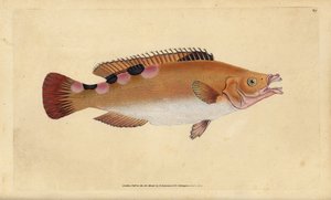 Lippfisch, Labrus mixtus. Handkolorierte Kupferstichzeichnung und -gravur von Edward Donovan aus seiner „Natural History of British Fishes“