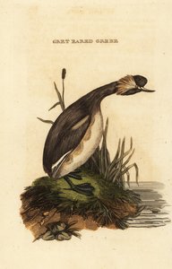Ohrentaucher oder Horn-Taucher, erwachsen, Podiceps auritus von Edward Donovan