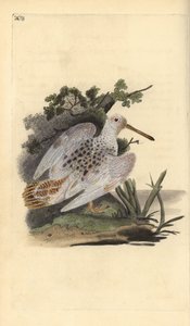 Eurasische Waldschnepfe, Scolopax rusticola. Handkolorierte Kupferplatte von Edward Donovan aus seinem eigenen „Natural History of British Birds“ von Edward Donovan