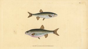 Elritze, Phoxinus phoxinus (Elritze, Cyprinus phoxinus). Handkolorierte Kupferstichzeichnung und -gravur von Edward Donovan aus seiner Natural History of British Fishes, Donovan und F.C. und J. Rivington, London