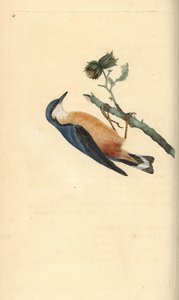 Kleiber, Sitta europaea, auf einem Haselnussbaum, Corylus avellana. Handkolorierte Kupferstichzeichnung und -gravur von Edward Donovan aus seinem eigenen „Natural History of British Birds“, London