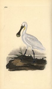 Löffler, Platalea leucorodia. Handkolorierte Kupferplatte gezeichnet und graviert von Edward Donovan aus seiner Natural History of British Birds, London