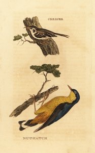 Waldbaumläufer, Certhia familiaris, und Kleiber, Sitta europaea von Edward Donovan