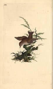 Zaunkönig, Troglodytes troglodytes. Handkolorierter Kupferstich von Edward Donovan aus seiner eigenen „Natural History of British Birds“ (1794-1819)