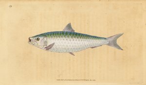Europäische Sardine, Sardina pilchardus. Handkolorierte Kupferstichzeichnung und -gravur von Edward Donovan aus seiner „Natural History of British Fishes“, Donovan und F.C. und J. Rivington, London von Edward Donovan