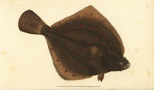 Europäische Scholle, Pleuronectes platessa. Handkolorierte Kupferstichzeichnung und -gravur von Edward Donovan aus seiner „Natural History of British Fishes“, Donovan und F.C. und J. Rivington, London