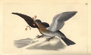 Wacholderdrossel, Turdus pilaris. Handkolorierte Kupferplatte gezeichnet und graviert von Edward Donovan aus seiner eigenen „Natural History of British Birds,“ London von Edward Donovan