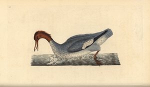 Gänsesäger, Weibchen (Mergus merganser). Handkolorierter Kupferstich von Edward Donovan aus seinem Werk „Natural History of British Birds“, London
