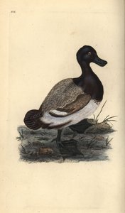 Bergente, Aythya marila. Handkolorierte Kupferplatte gezeichnet und graviert von Edward Donovan aus seiner eigenen „Natural History of British Birds,“ London