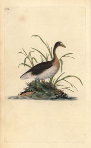 Blässgans, Anser albifrons. Handkolorierte Kupferplatte gezeichnet und graviert von Edward Donovan aus seiner Natural History of British Birds, London von Edward Donovan