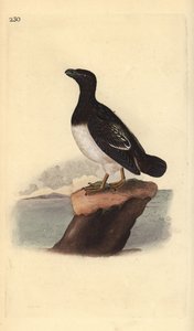 Krabbentaucher (Weibchen), Alle alle. Handkolorierte Kupferstichzeichnung und -gravur von Edward Donovan aus seiner Natural History of British Birds, London von Edward Donovan