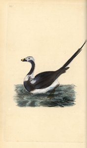 Eisente, Clangula hyemalis. Handkolorierte Kupferplatte von Edward Donovan aus seinem eigenen „Natural History of British Birds“