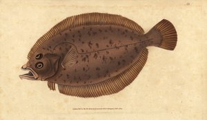 Scholle oder Flunder, Lepidorhombus whiffiagonis (Pleuronectes megastoma). Handkolorierte Kupferplatte gezeichnet und graviert von Edward Donovan aus seiner Naturgeschichte der britischen Fische, Donovan und F.C. und J. Rivington, London
