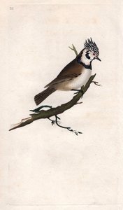 Haubenmeise. Lopophanes cristatus cristatus. Kupferstich von Edward Donovan (1768-1837), veröffentlicht in „Histoire naturelle des oiseaux britanniques“, London von Edward Donovan
