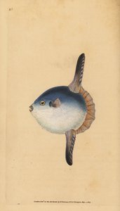Mondfisch, Mola mola. Gefährdet. (Sonnenfisch, Tetrodon mola). Handkolorierte Kupferstichzeichnung und Gravur von Edward Donovan aus seiner Natural History of British Fishes, Donovan und F.C. und J. Rivington, London