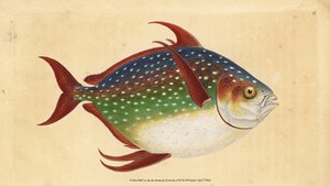 Opah oder Königfisch, Lampris guttatus (Zeus luna). Handkolorierte Kupferplatte gezeichnet und graviert von Edward Donovan aus seiner Natural History of British Fishes, Donovan und F.C. und J. Rivington, London
